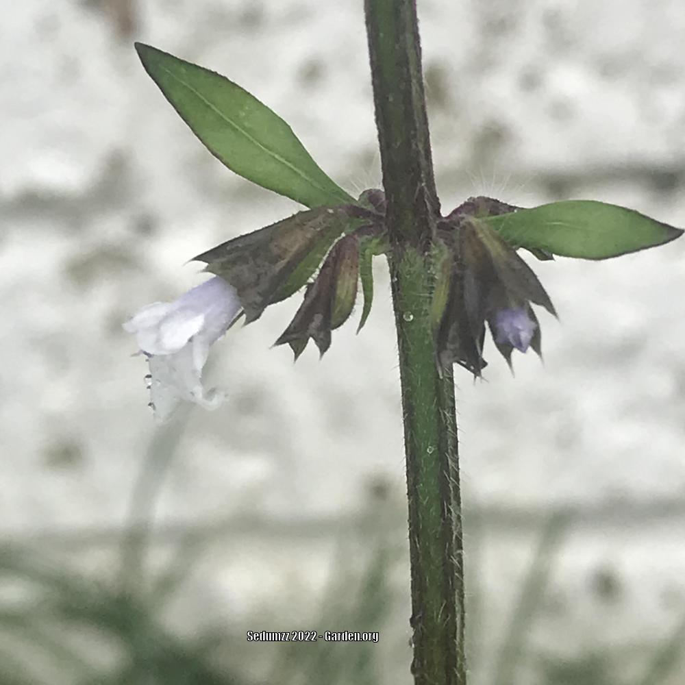 Photo of Lyreleaf Sage (Salvia lyrata) uploaded by sedumzz