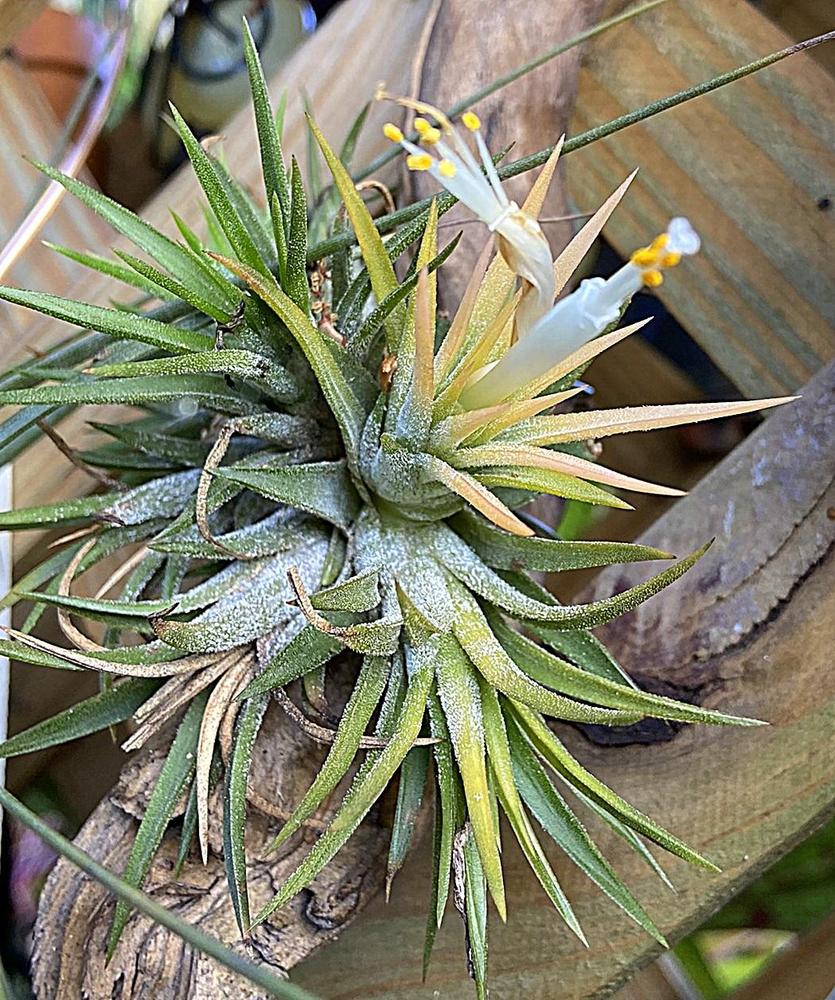 Photo of Air Plant (Tillandsia ionantha 'Druid') uploaded by sunkissed