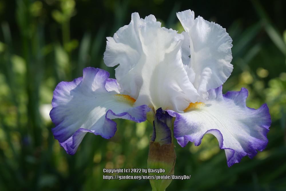 Photo of Tall Bearded Iris (Iris 'Queen's Circle') uploaded by DaisyDo