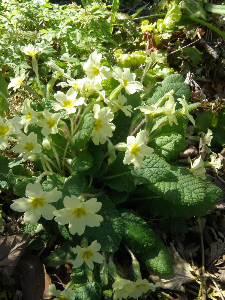 Photo of Wild Primrose (Primula vulgaris) uploaded by IrisLilli