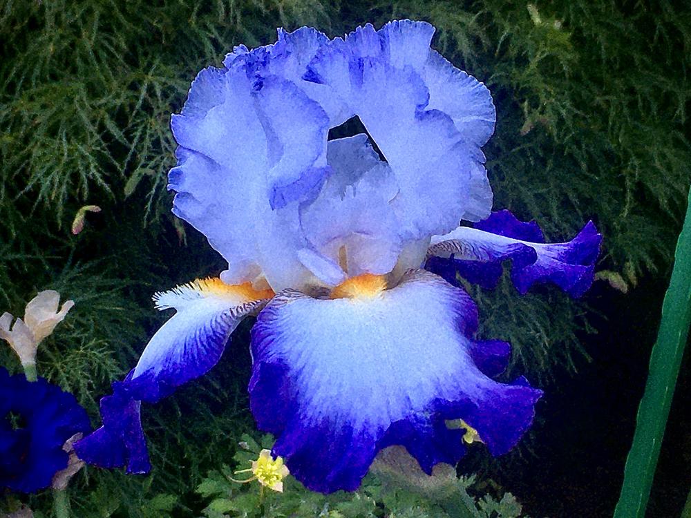 Photo of Tall Bearded Iris (Iris 'Conjuration') uploaded by Neela
