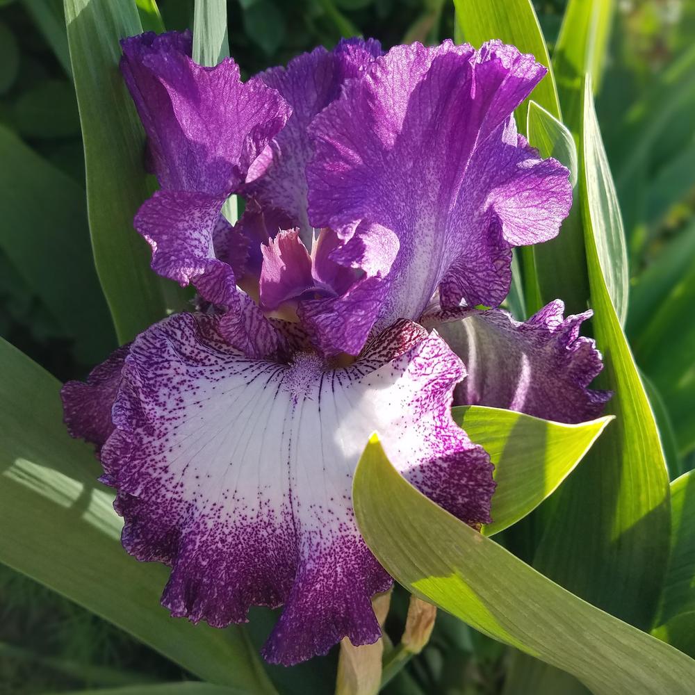 Photo of Tall Bearded Iris (Iris 'Mariposa Autumn') uploaded by OrganicJen