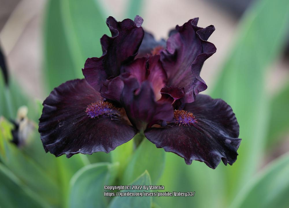 Photo of Standard Dwarf Bearded Iris (Iris 'Anubis') uploaded by Valery33