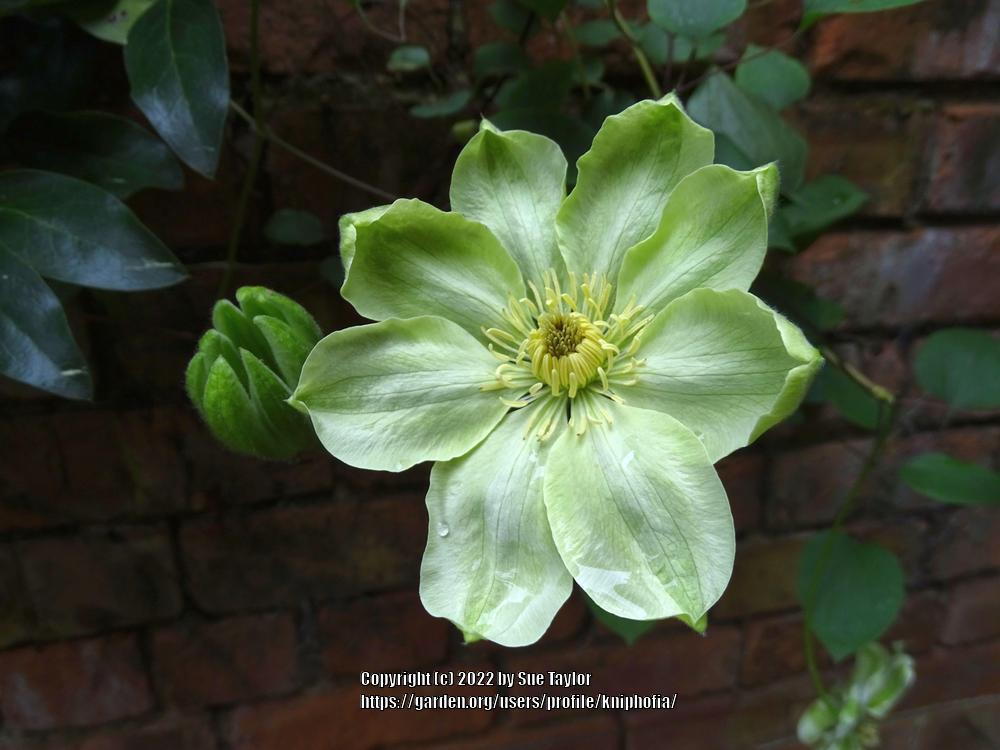 Photo of Clematis 'Guernsey Cream' uploaded by kniphofia