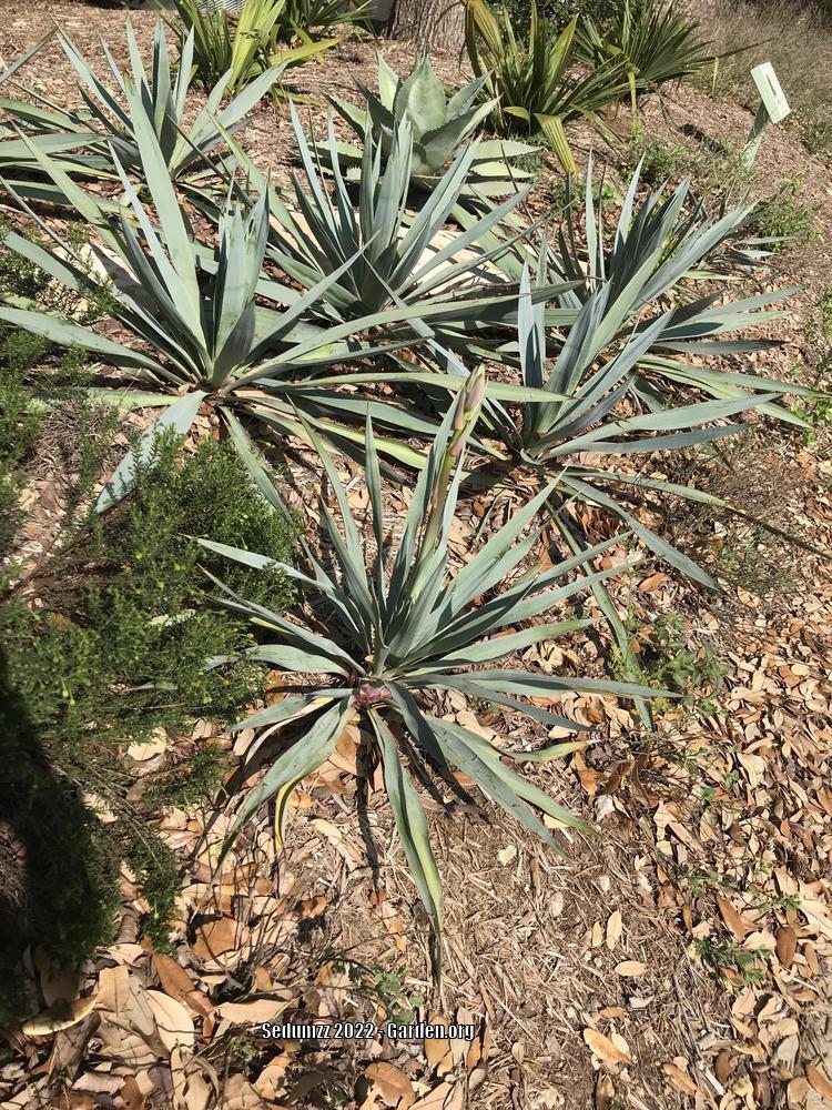 Photo of Adam's Needle (Yucca filamentosa) uploaded by sedumzz