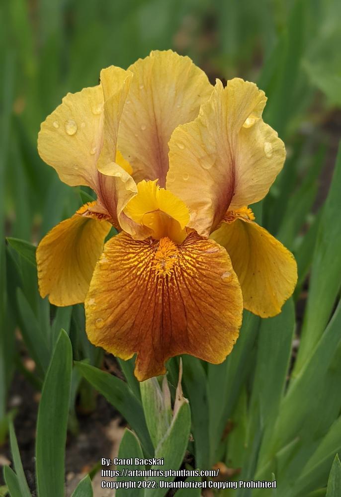 Photo of Arilbred Iris (Iris 'Jallab') uploaded by Artsee1