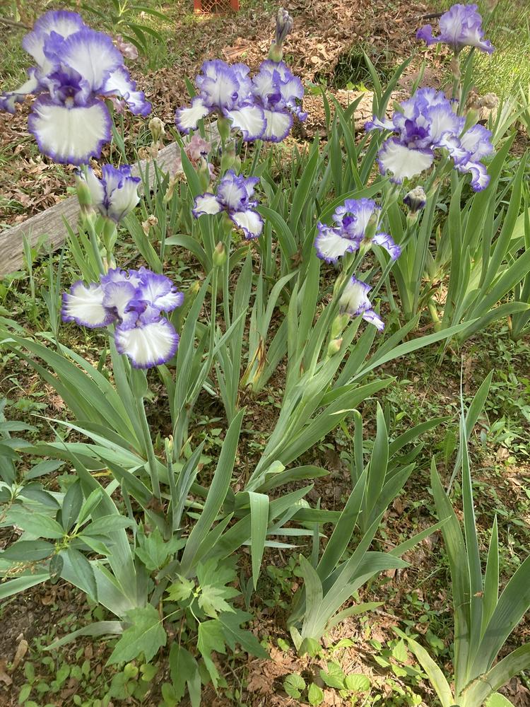 Photo of Tall Bearded Iris (Iris 'Rare Treat') uploaded by DonnaKribs