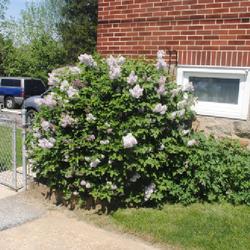 Location: Downingtown, Pennsylvania
Date: 2022-05-18
one shrub in bloom planted next to a house
