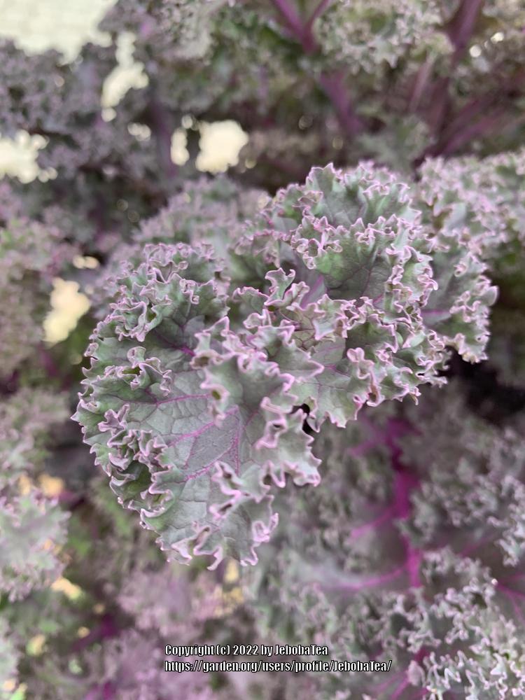 Photo of Kale (Brassica oleracea var. viridis 'Redbor') uploaded by JebobaTea
