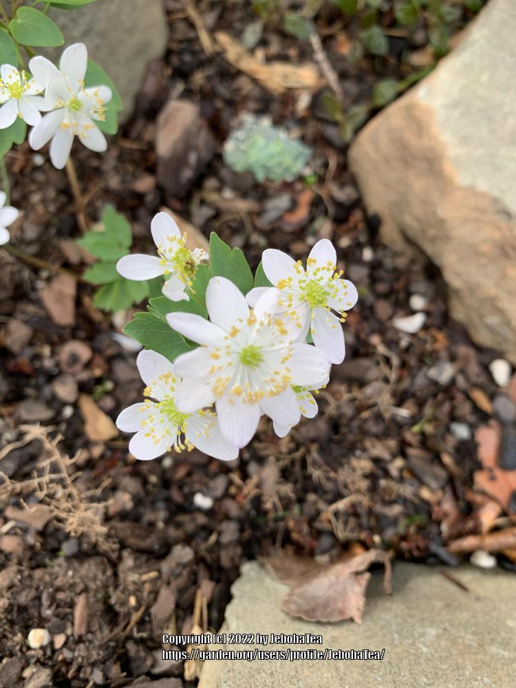 Photo of Rue Anemone (Thalictrum thalictroides) uploaded by JebobaTea