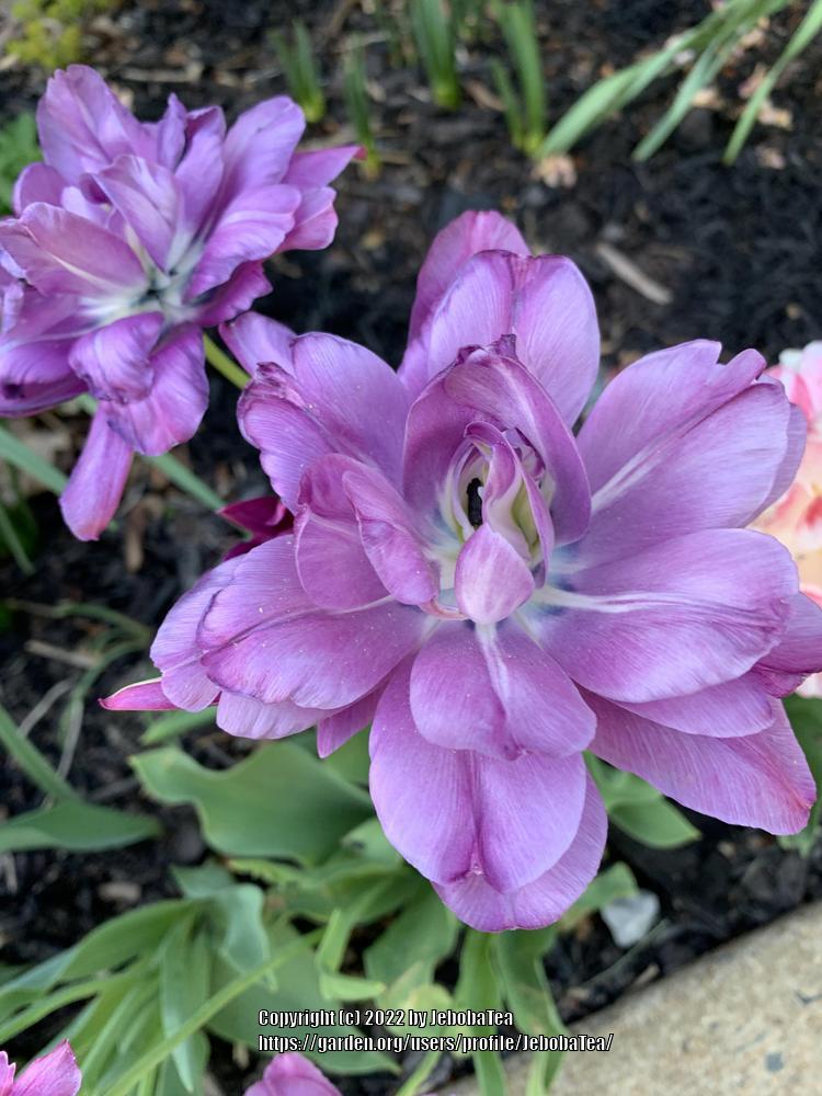 Photo of Double Late Tulip (Tulipa 'Blue Diamond') uploaded by JebobaTea