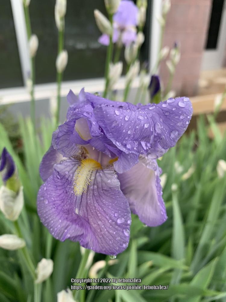Photo of Species Iris (Iris pallida) uploaded by JebobaTea
