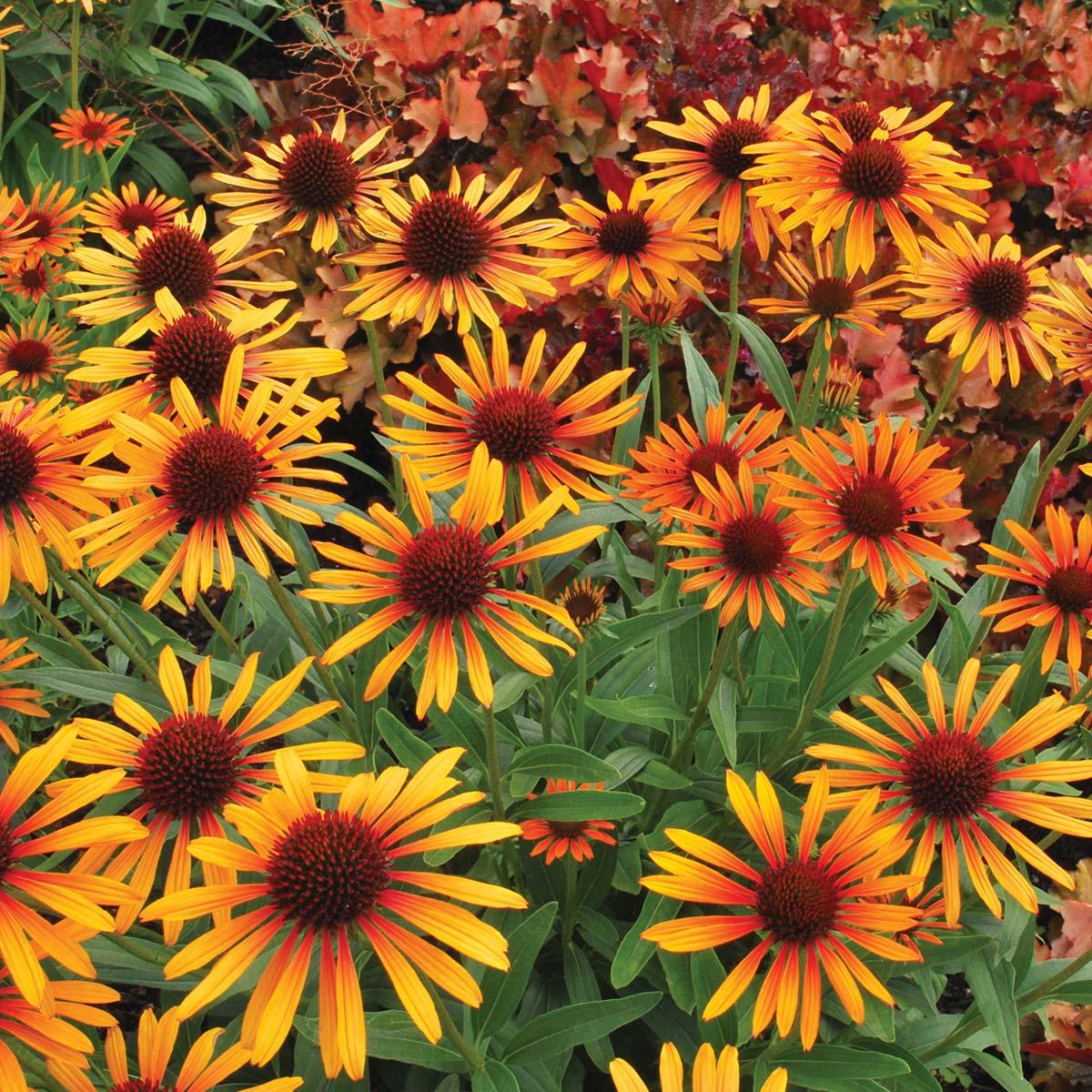 Photo of Coneflower (Echinacea 'Flame Thrower') uploaded by Joy