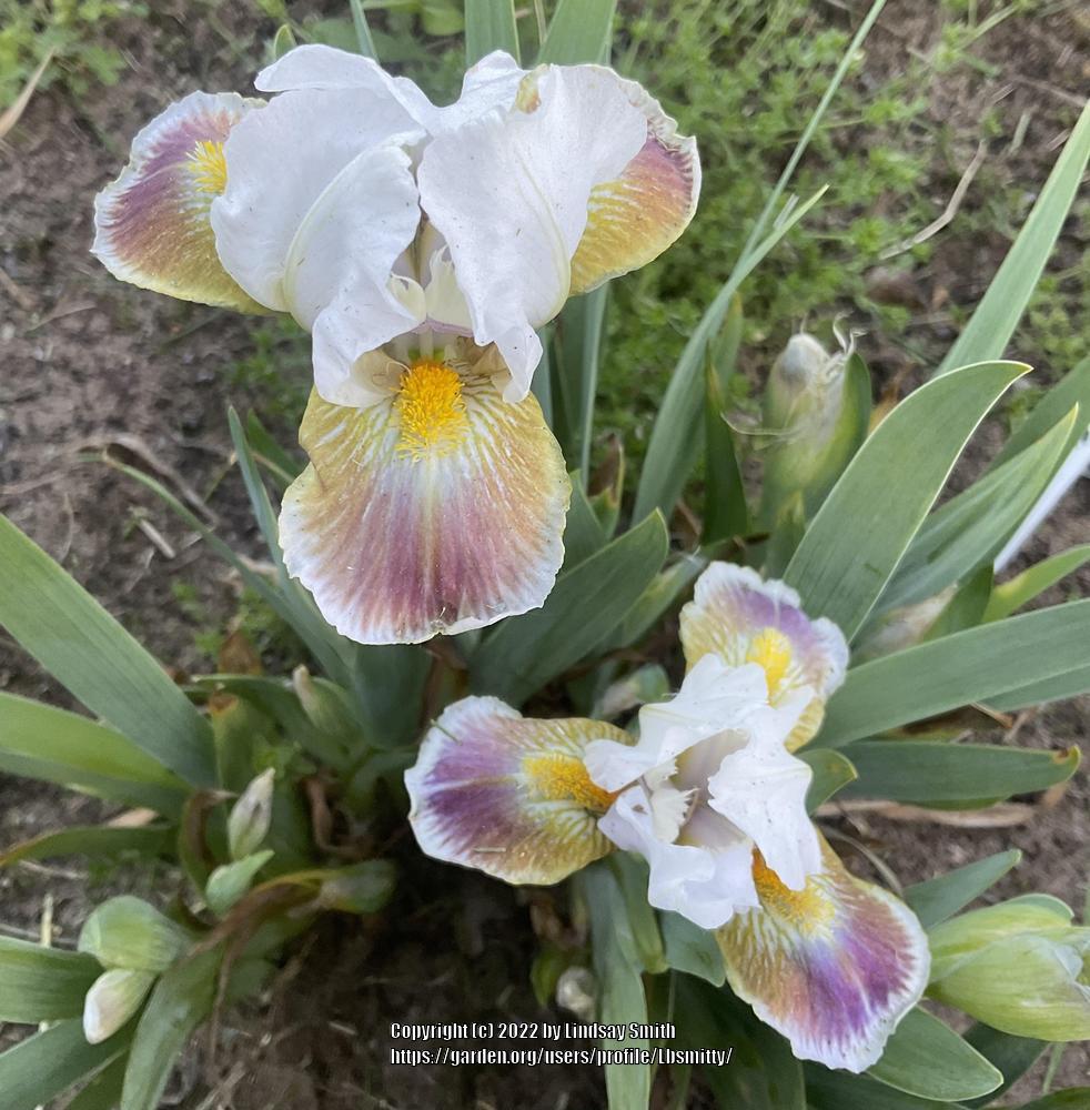 Photo of Standard Dwarf Bearded Iris (Iris 'Giggles and Grins') uploaded by Lbsmitty