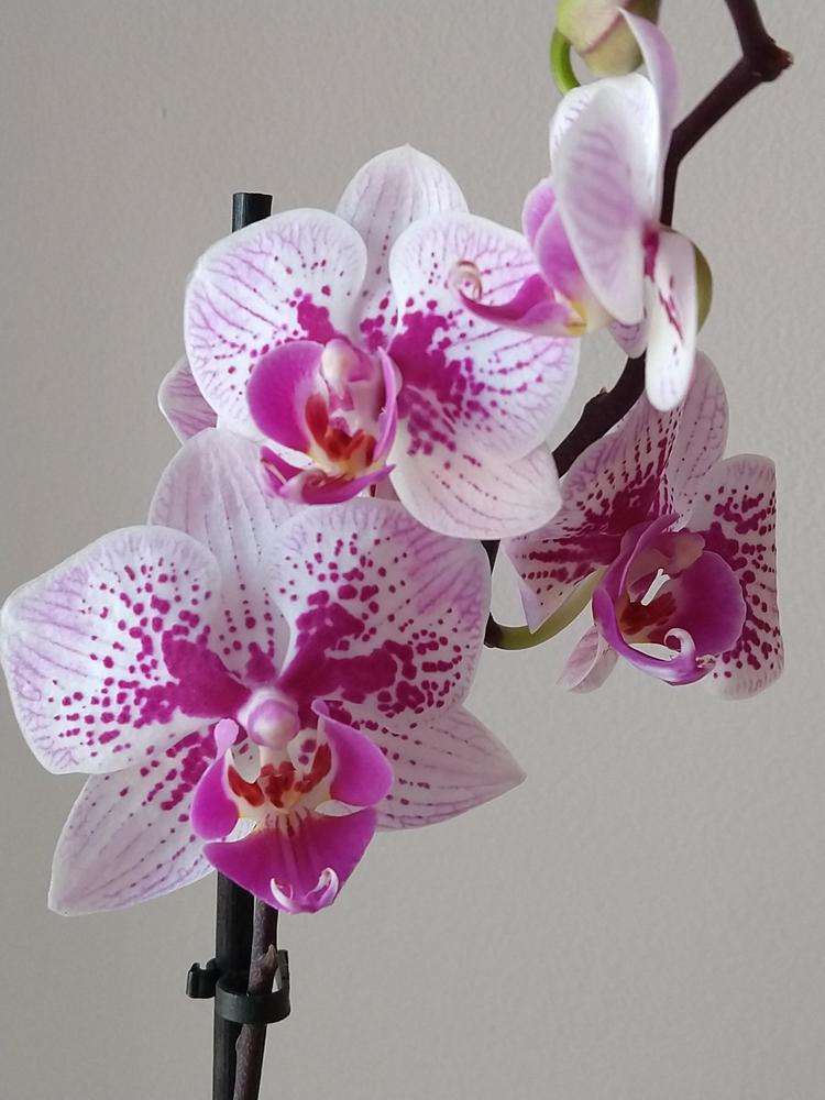 Photo of Moth Orchid (Phalaenopsis) uploaded by Whatsmyplant