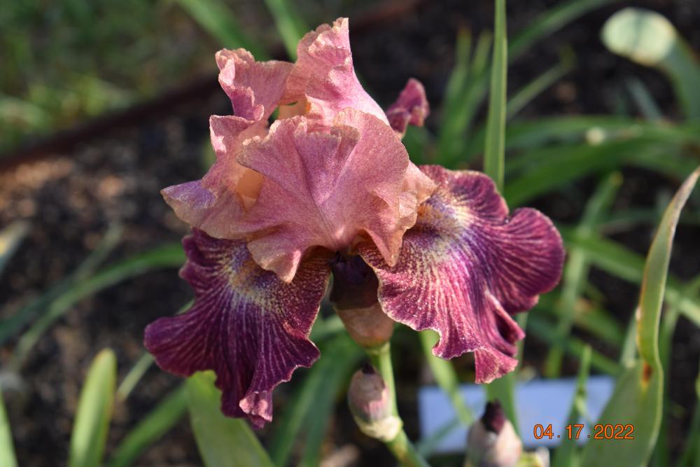 Photo of Tall Bearded Iris (Iris 'Artistic Web') uploaded by trmccray