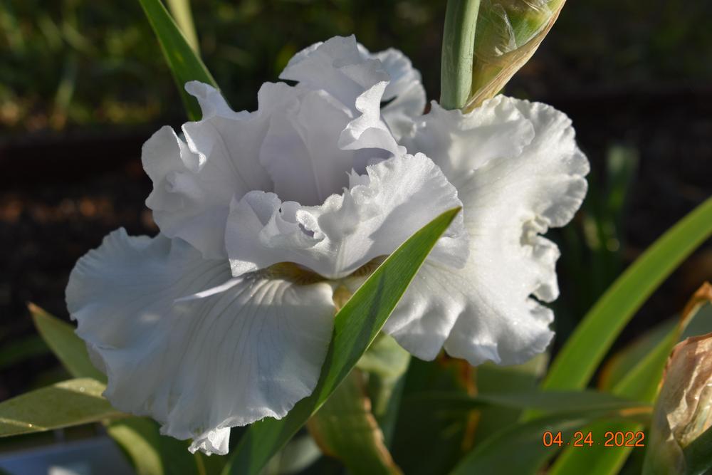 Photo of Tall Bearded Iris (Iris 'Alabaster Unicorn') uploaded by trmccray