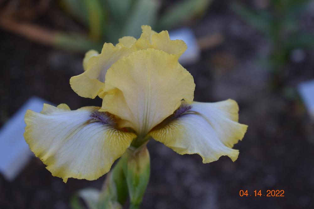 Photo of Intermediate Bearded Iris (Iris 'Abbey Chant') uploaded by trmccray