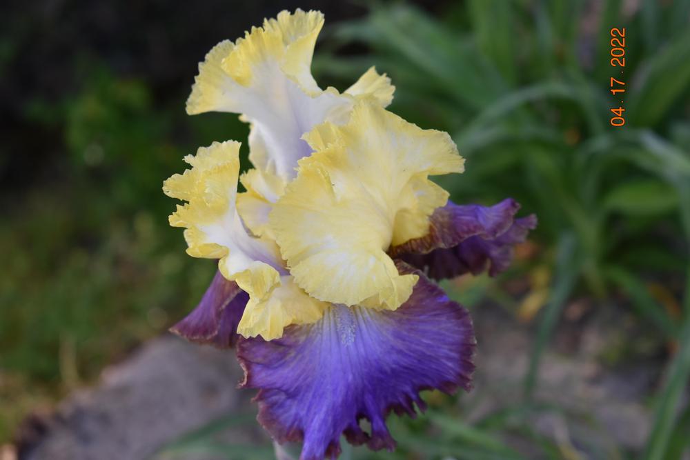 Photo of Tall Bearded Iris (Iris 'Adventurous') uploaded by trmccray