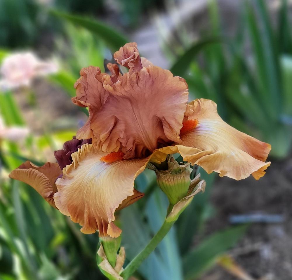 Photo of Tall Bearded Iris (Iris 'Safari Sunset') uploaded by Bitoftrouble