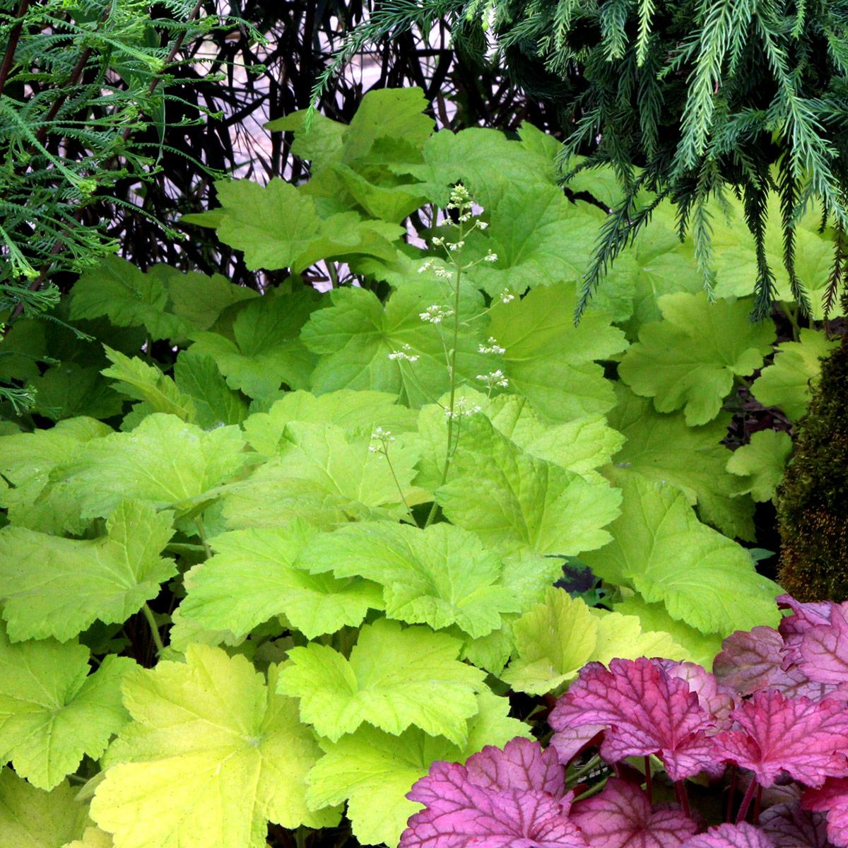 Photo of Coral Bells (Heuchera 'Electric Lime') uploaded by Joy