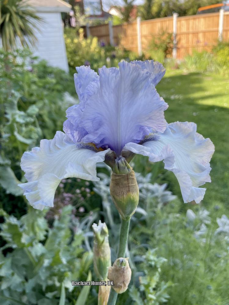 Photo of Tall Bearded Iris (Iris 'Chinook Winds') uploaded by RachaelHunter