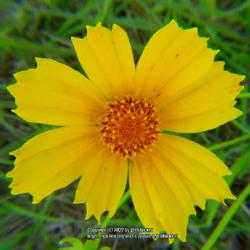 Location: Aberdeen, NC
Date: May 18, 2022
Lance-leaved Coreopsis #174. RAB page 1122, 179-69-5. AG page 281