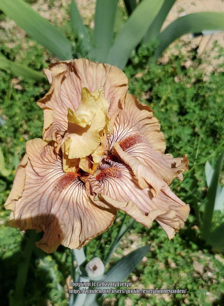 Photo of Tall Bearded Iris (Iris 'Just Crazy') uploaded by evelyninthegarden