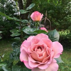 Location: Vienna, Austria
Date: 2022-05-20
standard rose, every bloom a piece of art