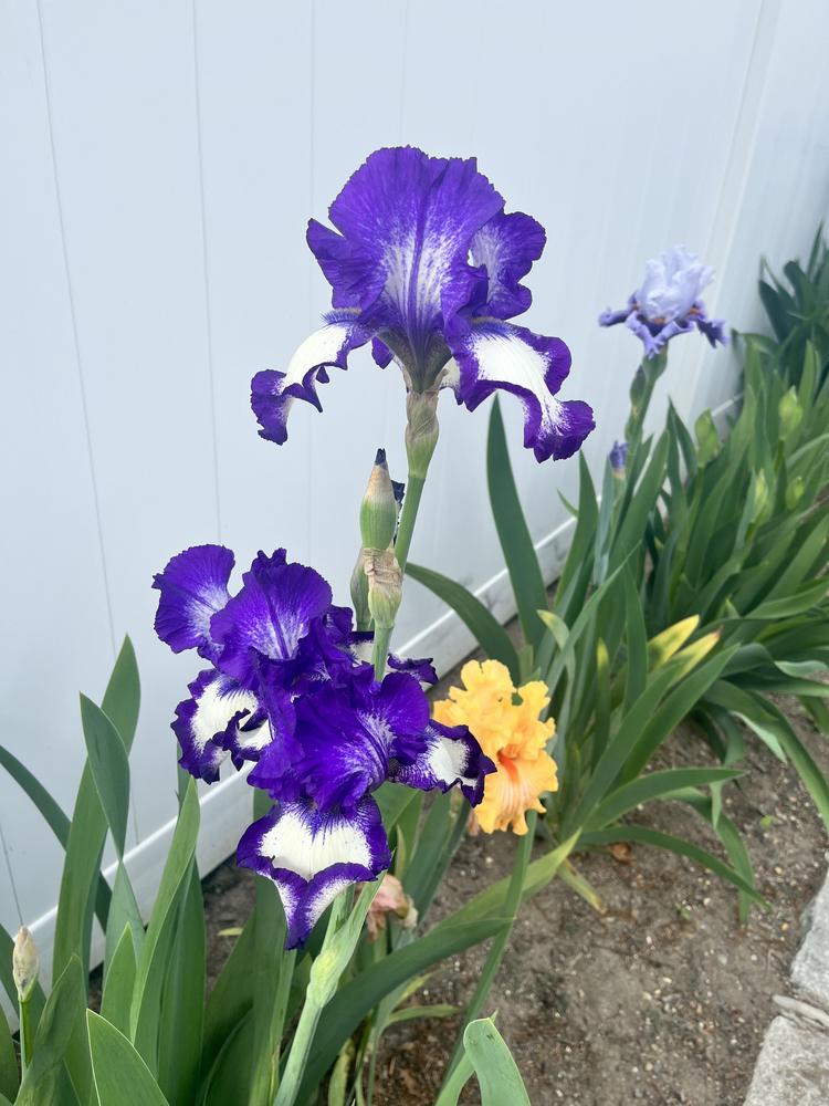 Photo of Tall Bearded Iris (Iris 'Stepping Out') uploaded by MrsMud
