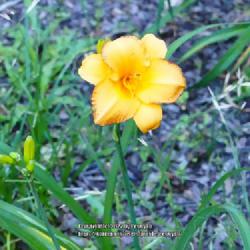 Location: Temple, Texas
Date: 2022-05-19
First bloom on new planting last Fall.