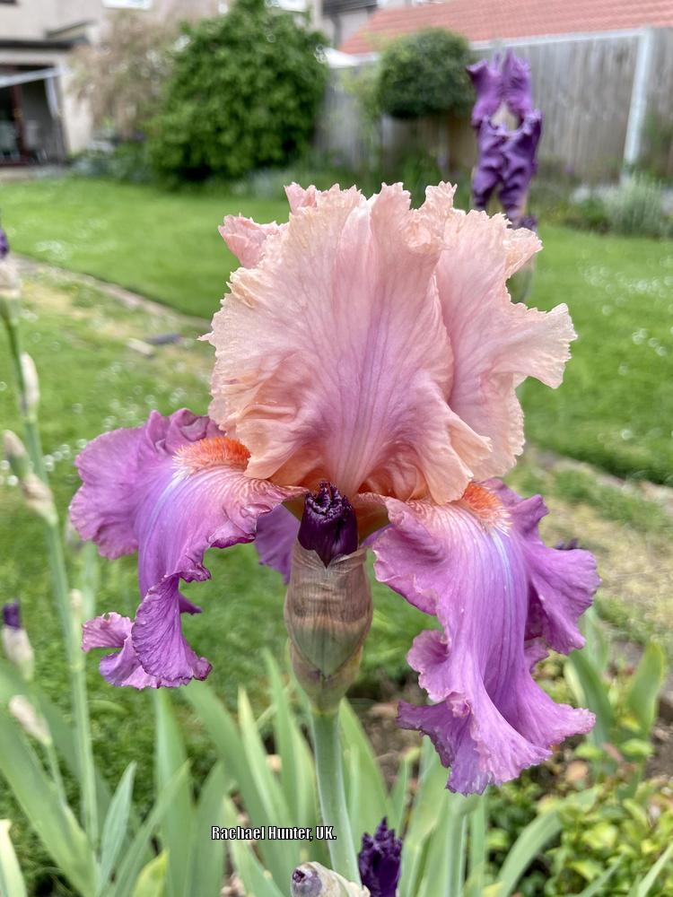 Photo of Tall Bearded Iris (Iris 'Sweet Musette') uploaded by RachaelHunter