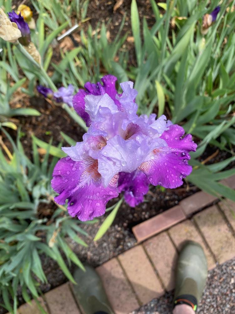 Photo of Tall Bearded Iris (Iris 'Runaround Sue') uploaded by SL_gardener
