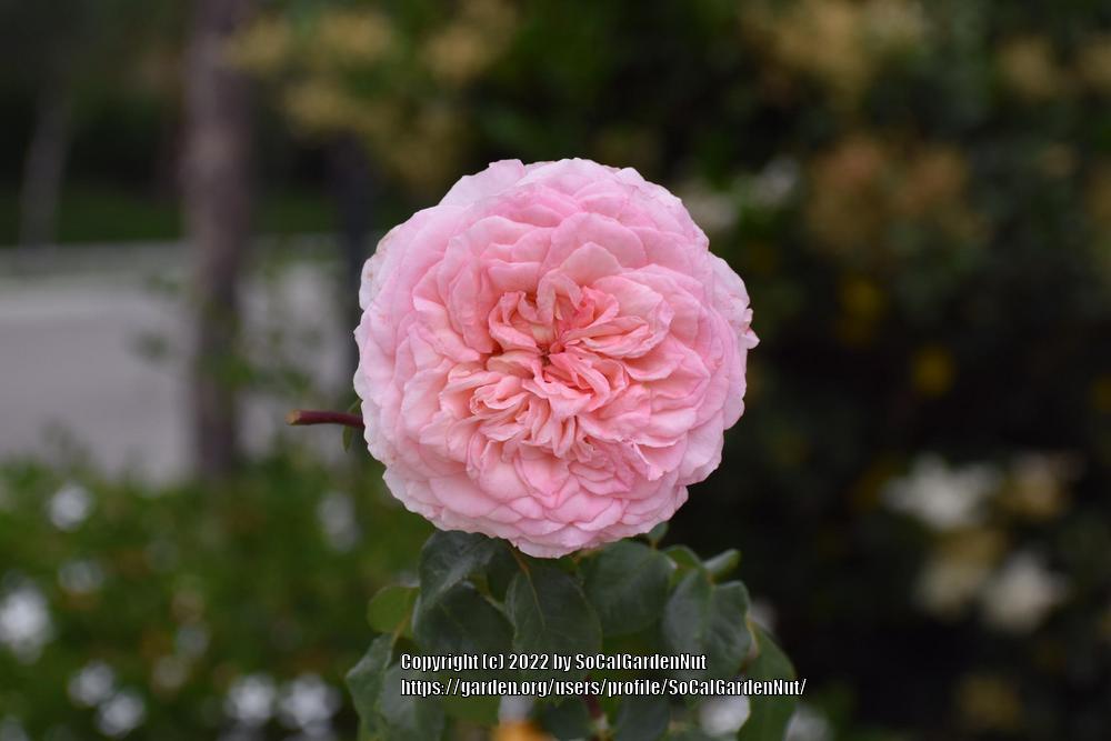 Photo of Rose (Rosa 'Savannah') uploaded by SoCalGardenNut