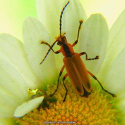 Location: Southern Pines, NC (Campbell House grounds)
Date: May 13, 2022
Oxeye Daisy  (with Margined Leatherwing Beetle-Chauliognathus mar