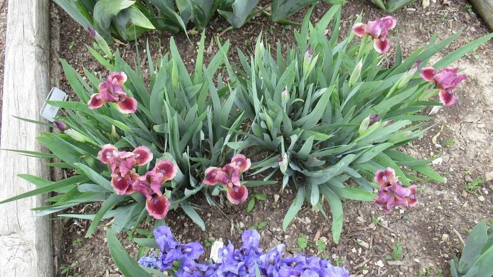 Photo of Standard Dwarf Bearded Iris (Iris 'Cat's Eye') uploaded by gardenglassgems