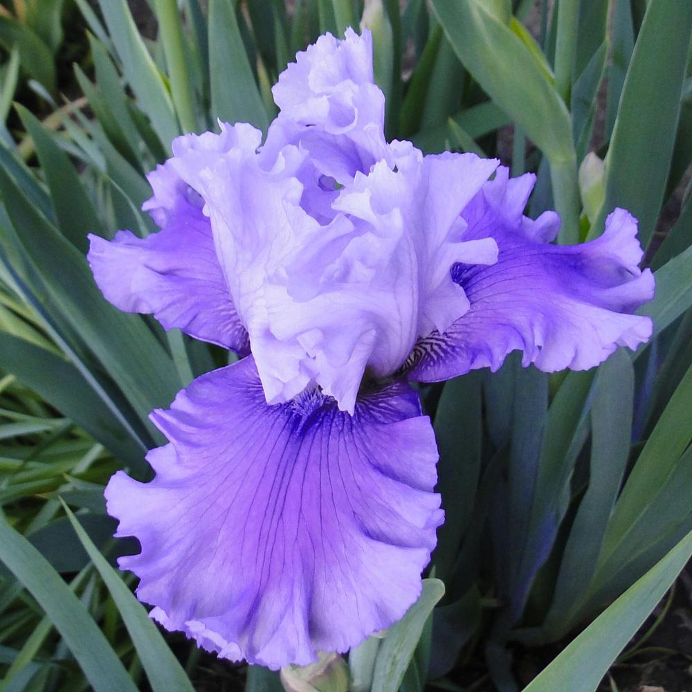 Photo of Tall Bearded Iris (Iris 'Ascent of Angels') uploaded by lauriemorningglory