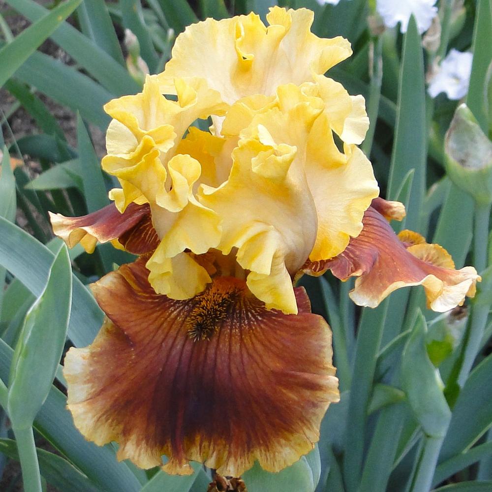 Photo of Tall Bearded Iris (Iris 'Seasons in the Sun') uploaded by lauriemorningglory