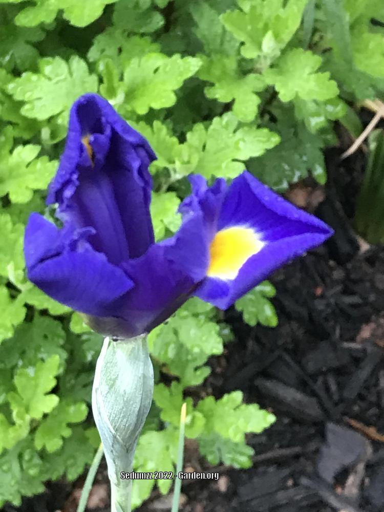 Photo of Dutch Iris (Iris x hollandica 'Blue Magic') uploaded by sedumzz