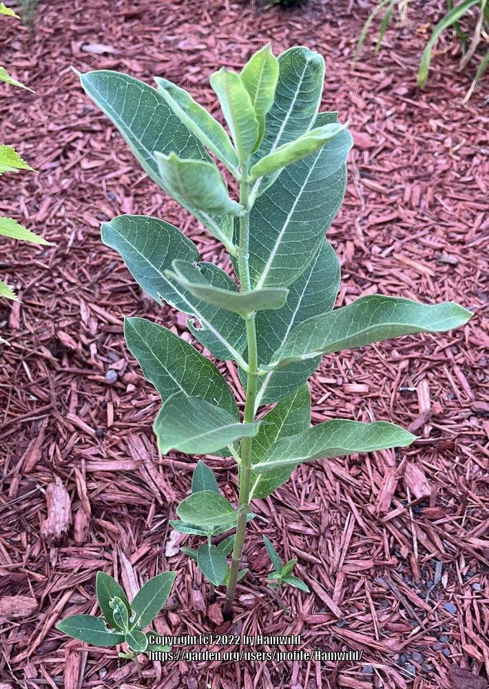 Photo of Common Milkweed (Asclepias syriaca) uploaded by Hamwild