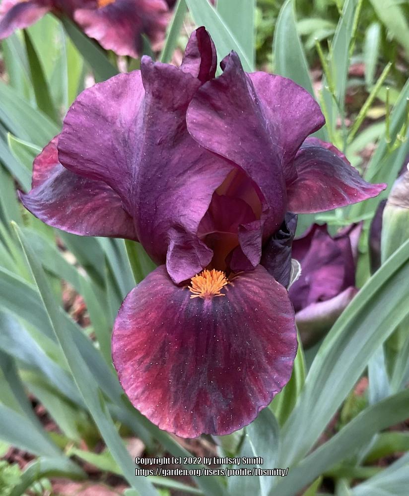 Photo of Standard Dwarf Bearded Iris (Iris 'Minidragon') uploaded by Lbsmitty