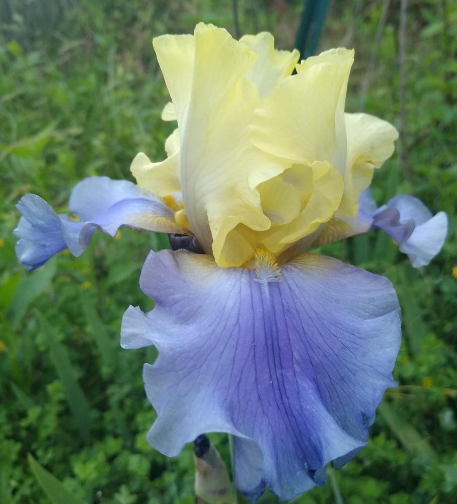 Photo of Tall Bearded Iris (Iris 'Edith Wolford') uploaded by UndyingLight