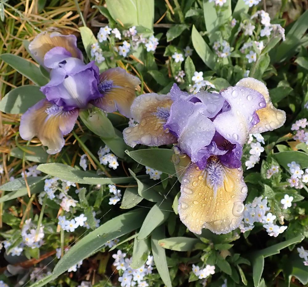 Photo of Standard Dwarf Bearded Iris (Iris 'What Again') uploaded by Vals_Garden