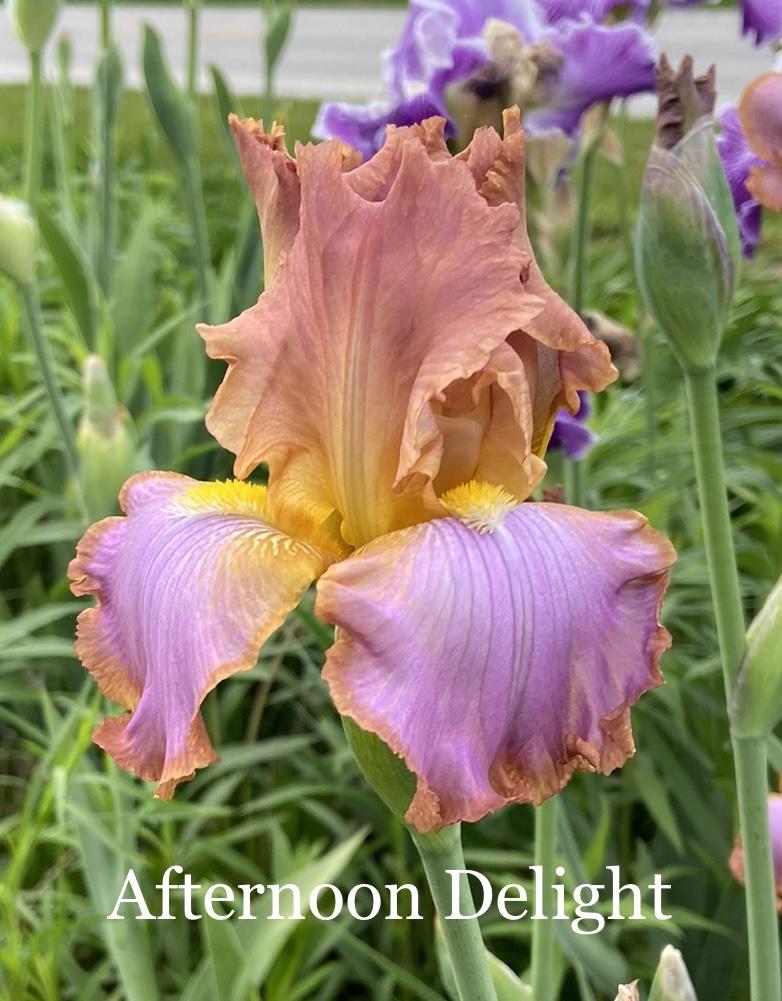 Photo of Tall Bearded Iris (Iris 'Afternoon Delight') uploaded by amberjewel