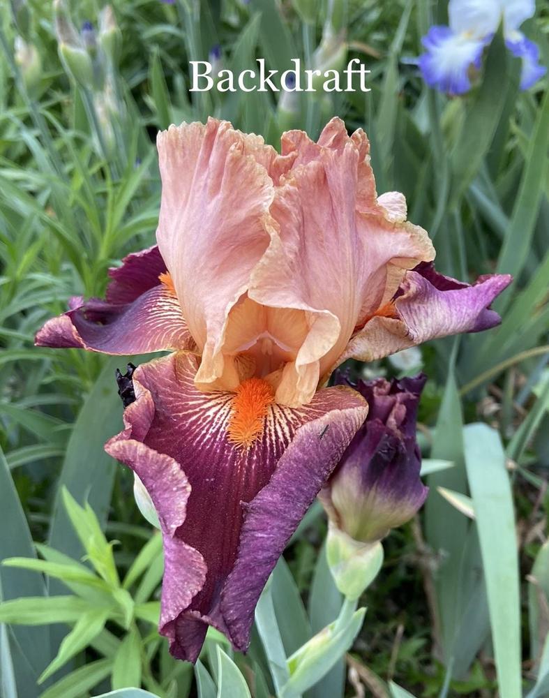 Photo of Tall Bearded Iris (Iris 'Backdraft') uploaded by amberjewel