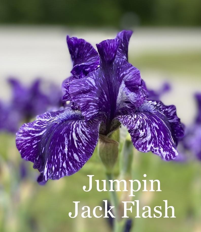 Photo of Tall Bearded Iris (Iris 'Jumpin Jack Flash') uploaded by amberjewel