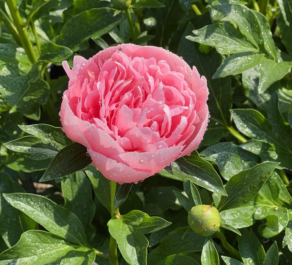 Photo of Garden Peony (Paeonia 'Etched Salmon') uploaded by bxncbx