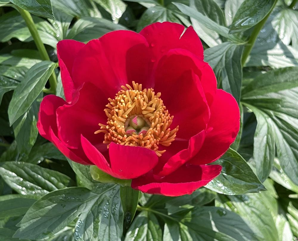 Photo of Peony (Paeonia 'Scarlett O'Hara') uploaded by bxncbx