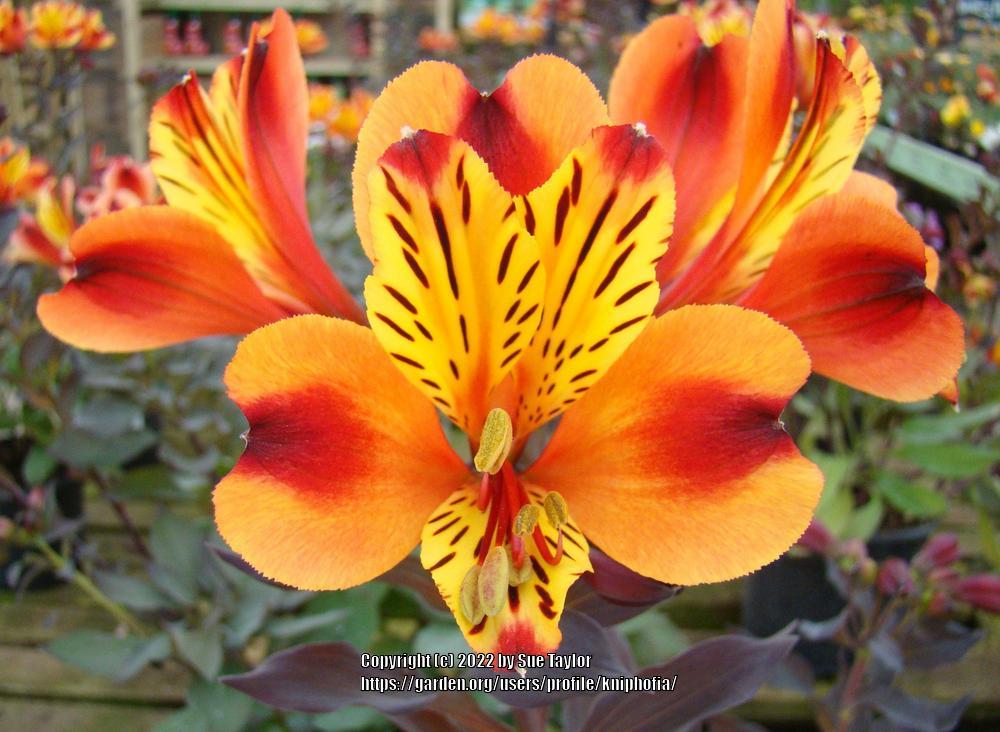 Photo of Peruvian Lily (Alstroemeria Inticancha® Indian Summer) uploaded by kniphofia