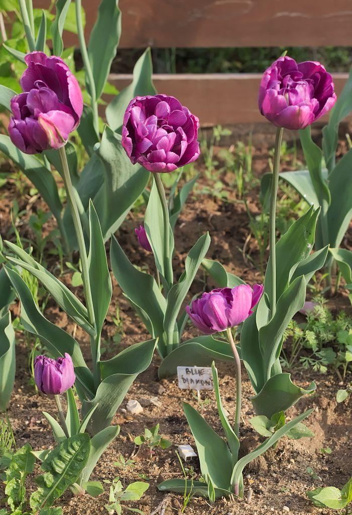 Photo of Double Late Tulip (Tulipa 'Blue Diamond') uploaded by robertduval14